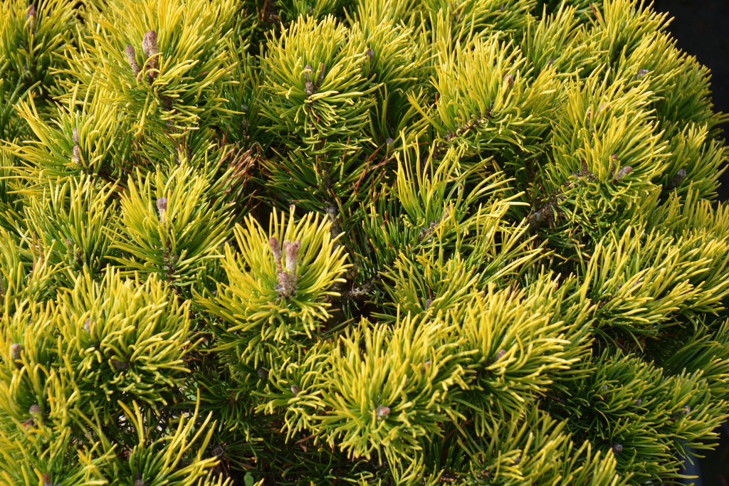 Сосна горная `Карстенс Винтерголд`, Pinus mugo `Carsten`s Wintergold` (1).JPG